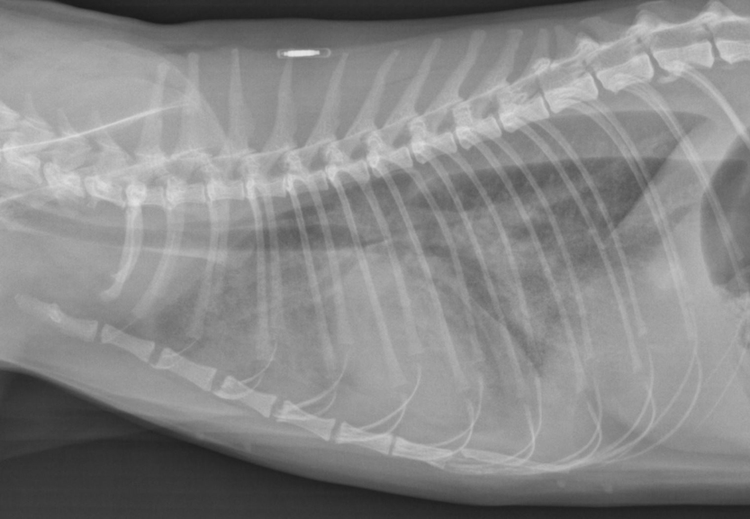 worka/vanillajswheelzoom